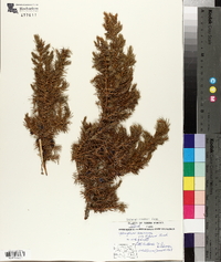 Juniperus communis var. depressa image