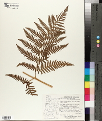 Pteridium aquilinum var. pubescens image