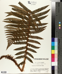 Dryopteris crassirhizoma image