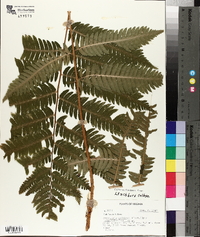 Dryopteris goldieana image