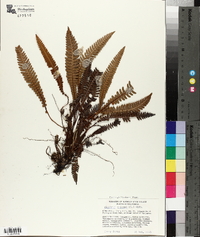 Blechnum spicant image