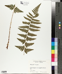 Dryopteris x uliginosa image