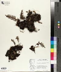 Polypodium polypodioides image