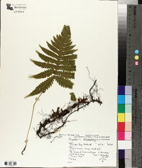 Dryopteris phegopteris image