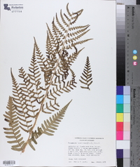 Dryopteris ludoviciana image