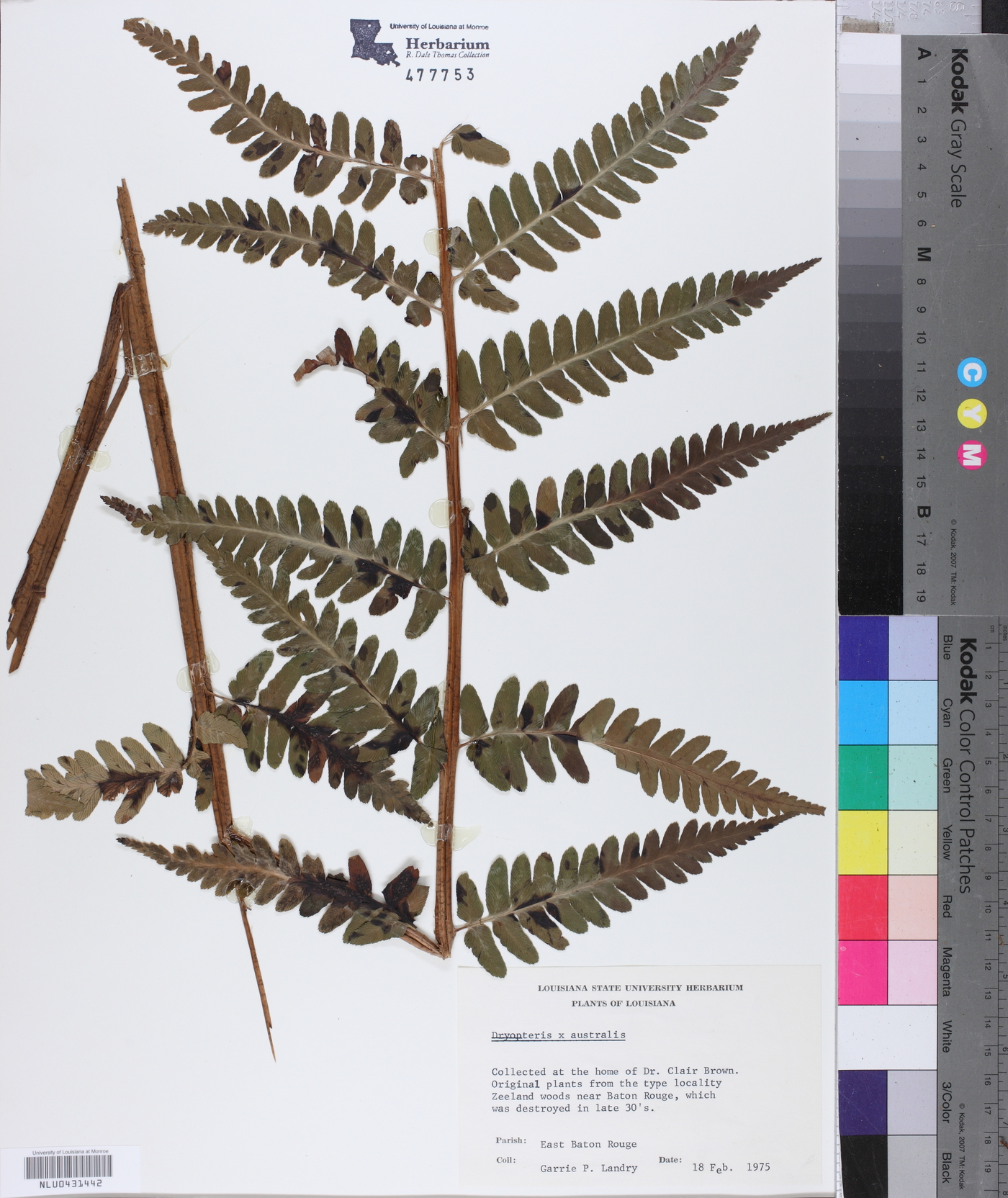 Dryopteris x australis image