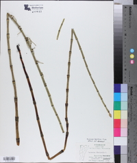 Equisetum fluviatile image