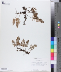 Pleopeltis polypodioides subsp. michauxiana image