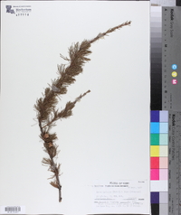 Larix laricina image