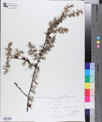 Larix laricina image