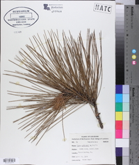 Pinus elliottii image