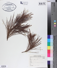 Pinus glabra image