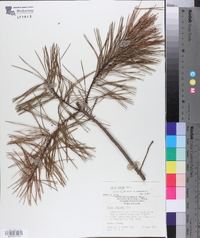 Pinus glabra image