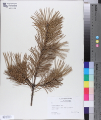 Pinus pungens image