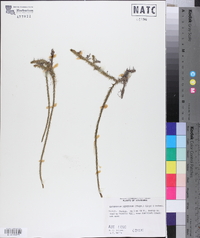 Lycopodium adpressum image