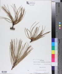 Pinus resinosa image