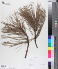 Pinus rigida image