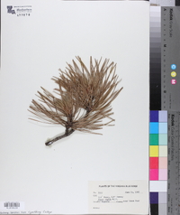 Pinus rigida image