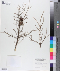Tsuga heterophylla image
