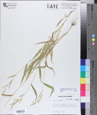 Urochloa ramosa image