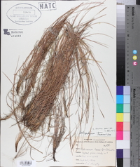 Schizachyrium tenerum image