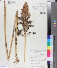 Sorghum bicolor image