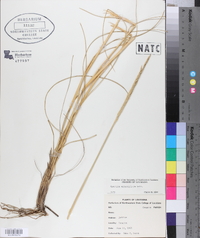 Spartina alterniflora image