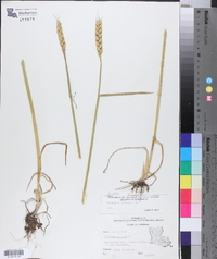 Triticum aestivum image