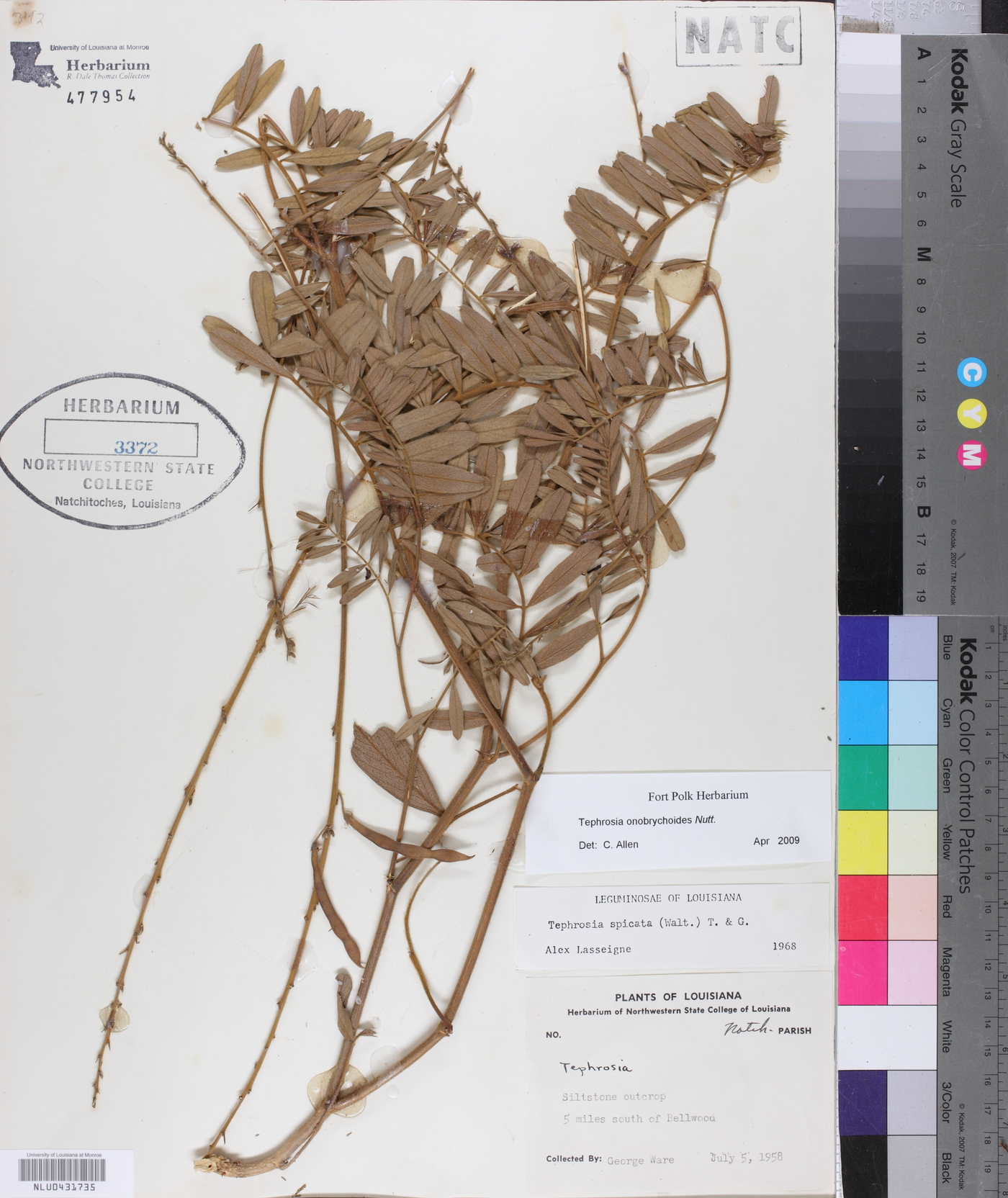 Tephrosia onobrychoides image