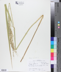 Oryza sativa image