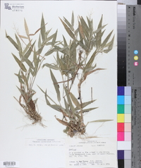 Panicum commutatum image