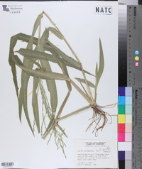 Panicum gymnocarpum image