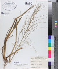 Panicum gymnocarpon image