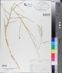 Panicum repens image