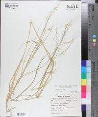 Panicum repens image