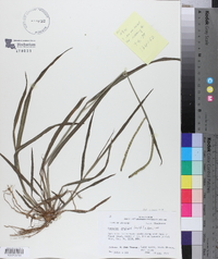 Paspalum praecox image