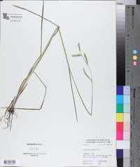 Paspalum praecox image