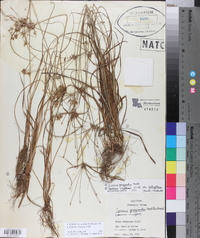 Cyperus grayioides image