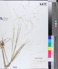 Eragrostis refracta image