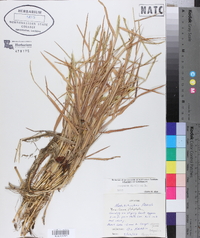 Paspalum distichum image