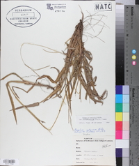 Paspalum setaceum var. ciliatifolium image