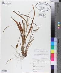 Paspalum setaceum var. ciliatifolium image