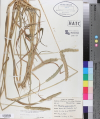 Phalaris angusta image