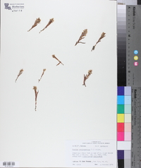 Zeuxine strateumatica image