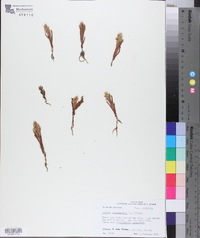 Zeuxine strateumatica image