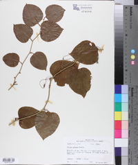 Smilax walteri image