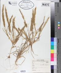 Eragrostis japonica image