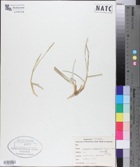 Eremochloa ophiuroides image