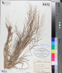 Leptochloa panicea subsp. brachiata image