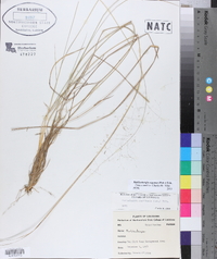 Muhlenbergia expansa image